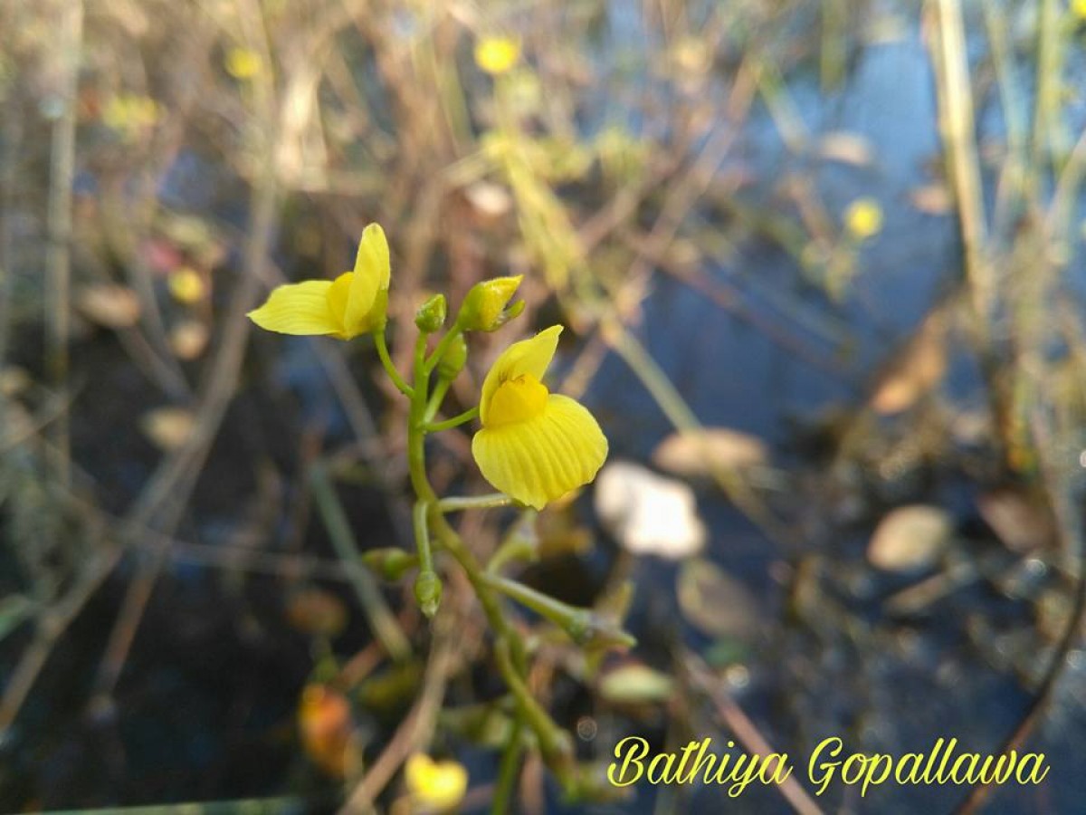 Utricularia aurea Lour.